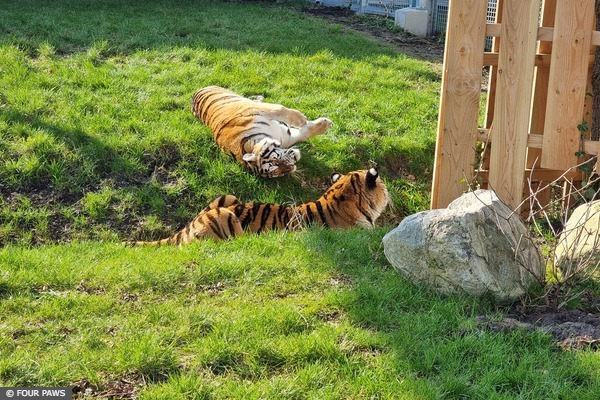 Circus Tigers