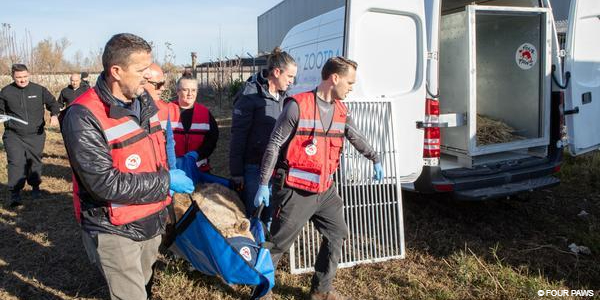Rescue of Lion Erion & Bear Flora
