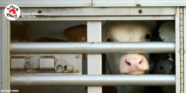 Calves transported on a truck