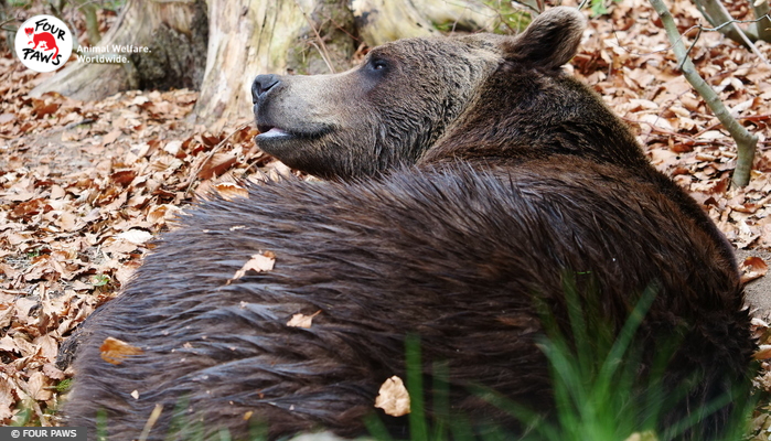 Bear at BEAR SANCTUARY Arbesbach, Austria