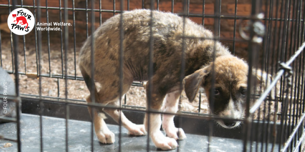 Header Street Dog