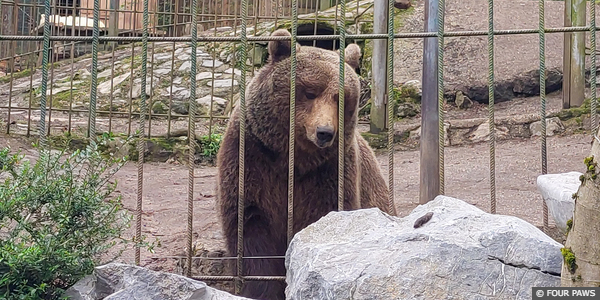Bear Tim