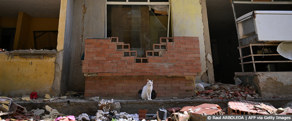A cat sits amid debris
