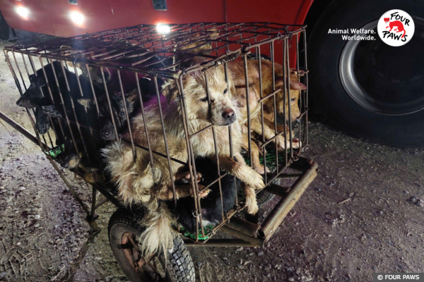 Dog and Cat Meat Trade