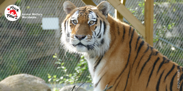 Header Tiger Tajmir in his outdoor enclosure at FELIDA Big Cat Sanctuary.
