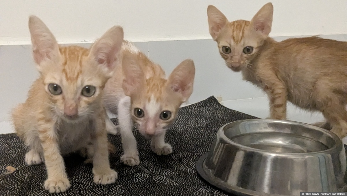 Cats Tim, Tom ad Theo