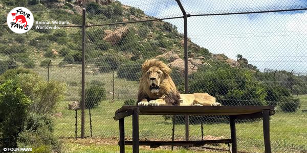 Chaka, a lion moved from Panthera Africa to LIONSROCK