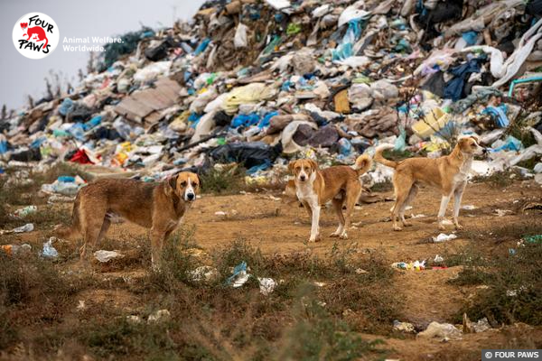 Dogs in Kosovo Landfill