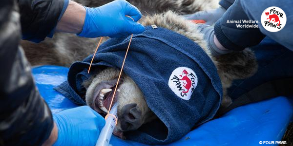 Rescue of Lion Erion & Bear Flora in Albania