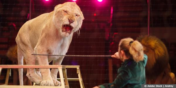 Circus Tigers