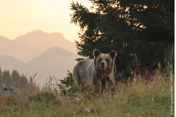 Bear Amelia at Arosa Bear Sanctuary.