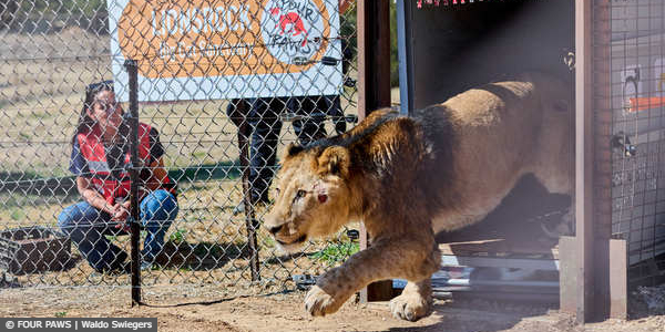Lioness Zora