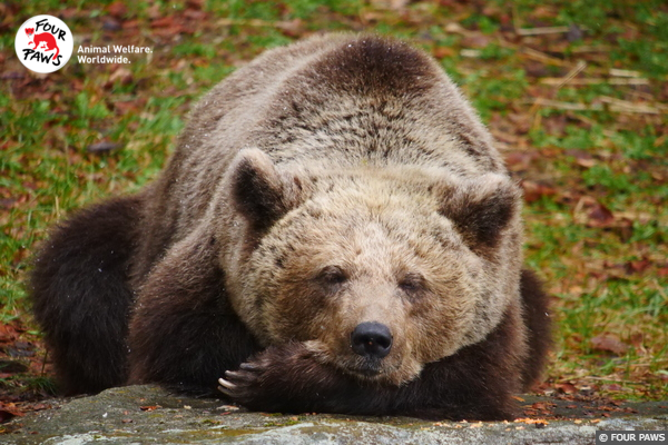 Header Newsletter - Bear Mici