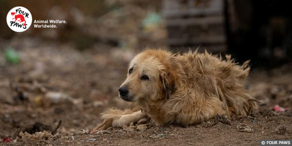 Dogs in Kosovo Landfill