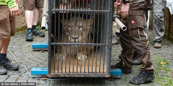 Lioness Zora