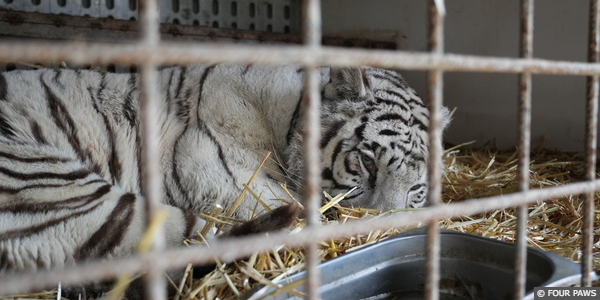 Circus Tigers