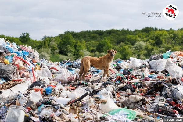 Header Newsletter - Stray Animals
