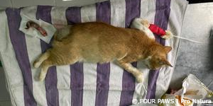 Dog and Cat Meat Trade