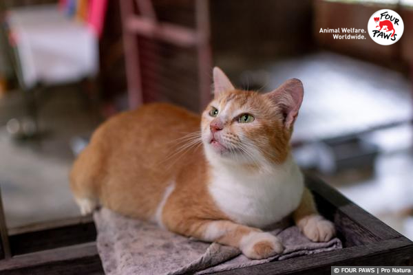 Dog and Cat Meat Trade