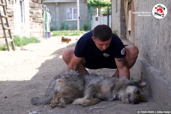 Dogs in Ukraine