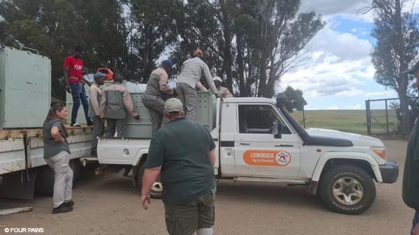 ransfer of lions from Panthera Africa to LIONSROCK Big Cat Sanctuary in South Africa