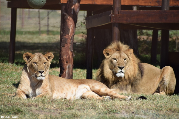 Lioness Vasylyna at LIONSROCK Big Cat Sanctuary in South Africa