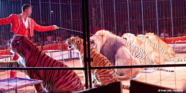 Big cats at the circusring Circus
