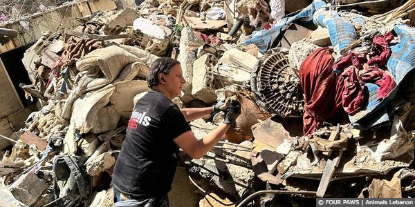 Animals Lebanon